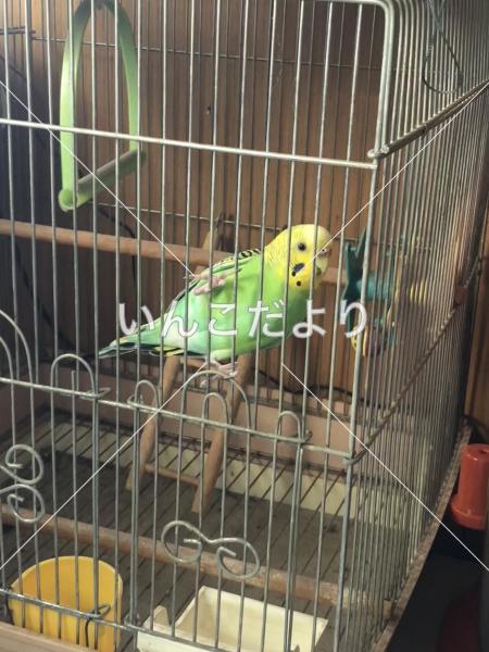 保護鳥の写真