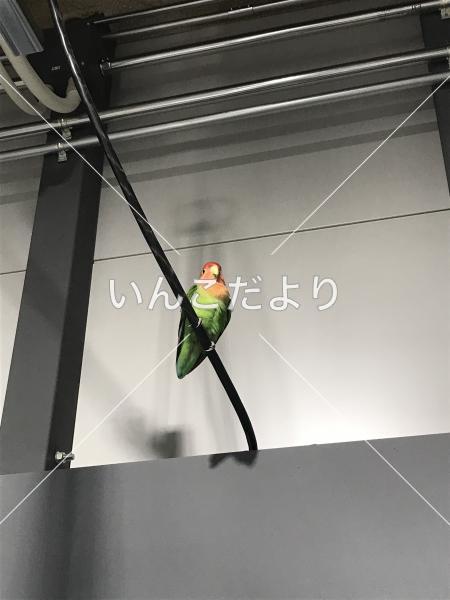保護鳥の写真
