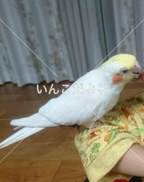 迷い鳥の写真