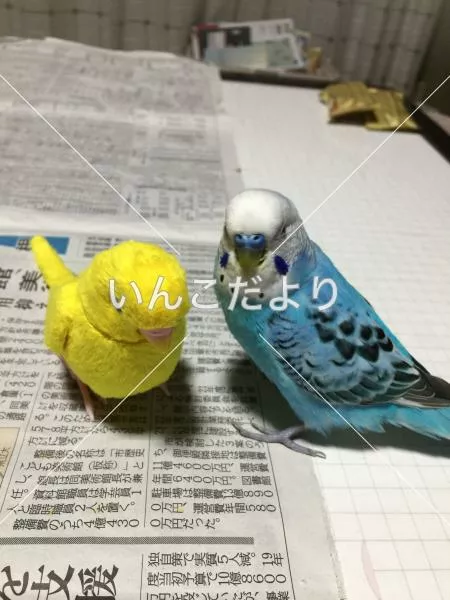 迷い鳥の写真