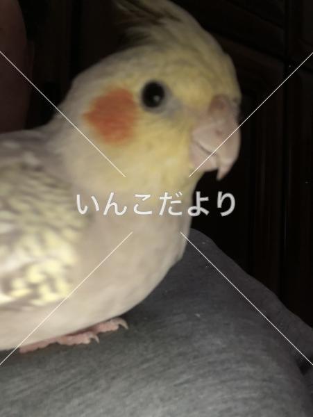 迷い鳥の写真