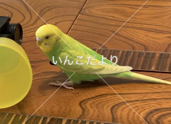 迷い鳥の写真