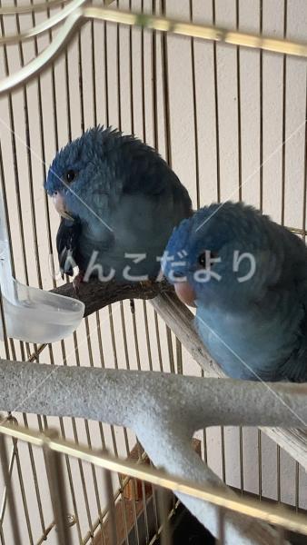 迷い鳥の写真