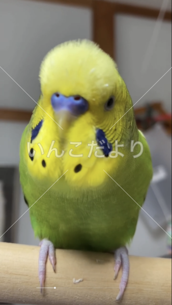 迷い鳥の写真
