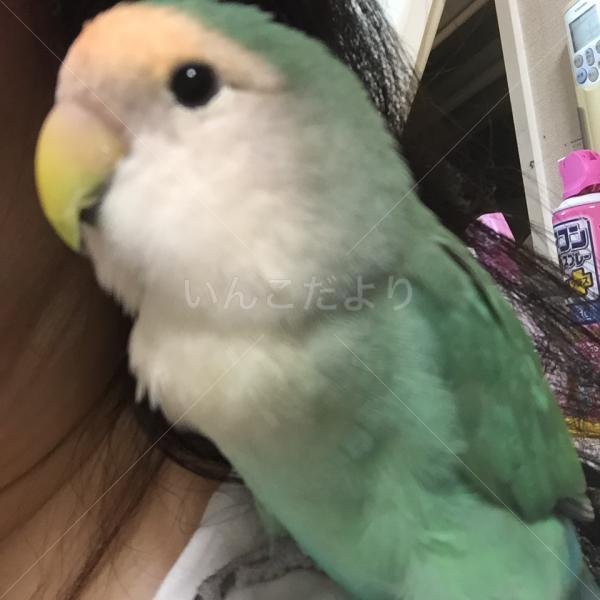 迷い鳥の写真
