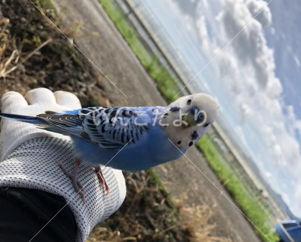 迷い鳥の写真