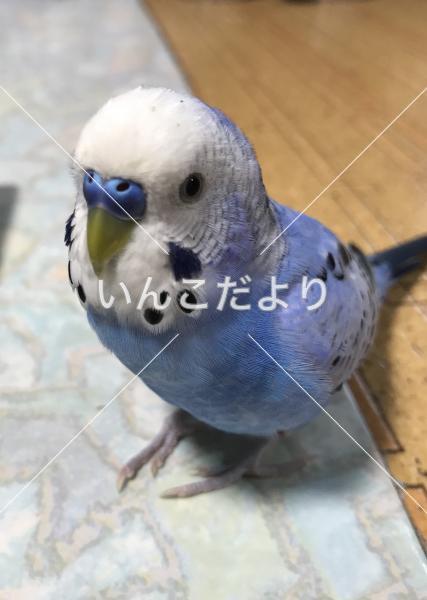 迷い鳥の写真