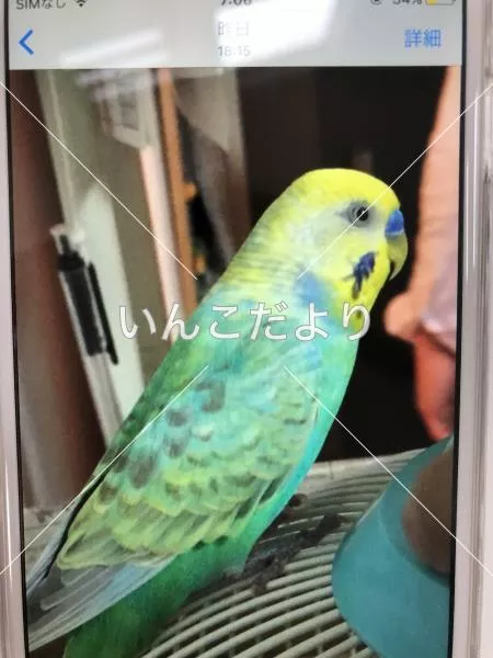 迷い鳥の写真