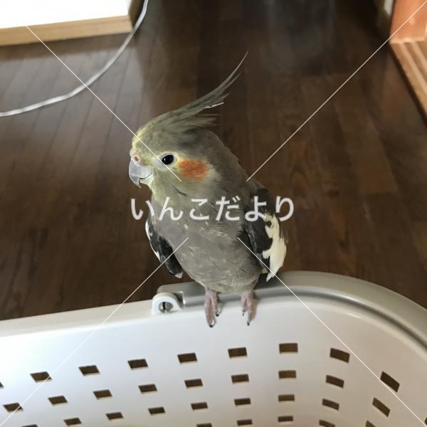 迷い鳥の写真