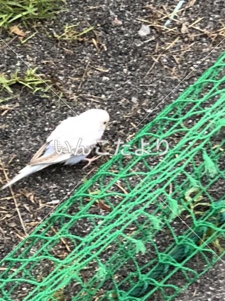保護鳥の写真