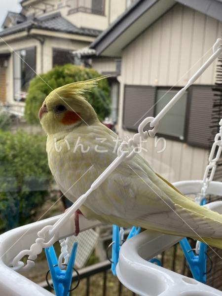 迷い鳥の写真