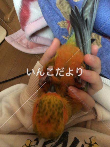 迷い鳥の写真