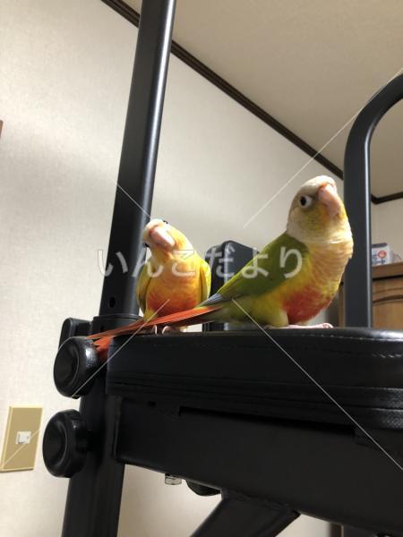 迷い鳥の写真