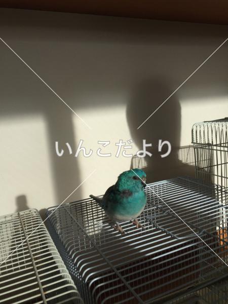 迷い鳥の写真