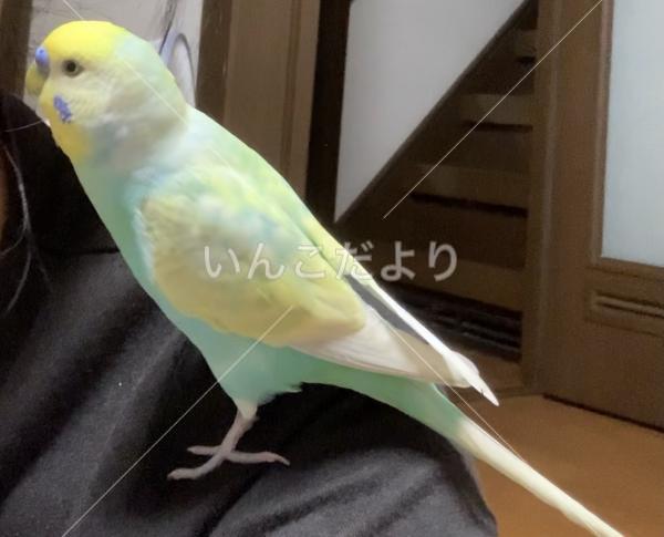 迷い鳥の写真