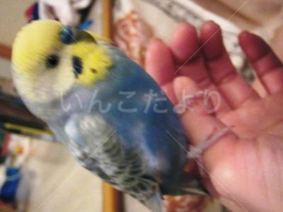 迷い鳥の写真