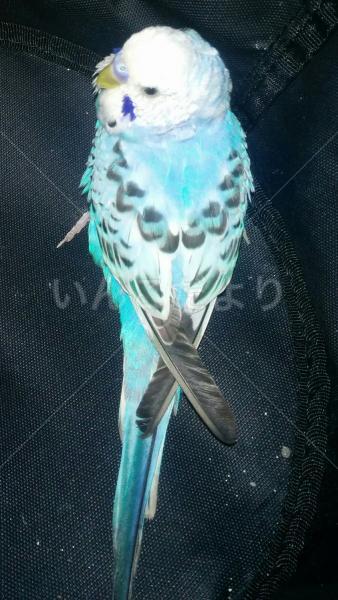 保護鳥の写真