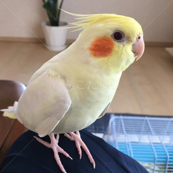 迷い鳥の写真