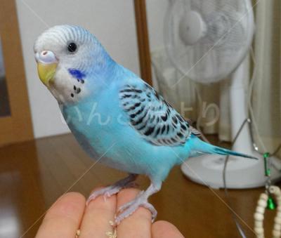迷い鳥の写真