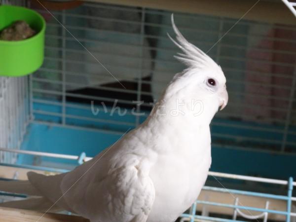 迷い鳥の写真