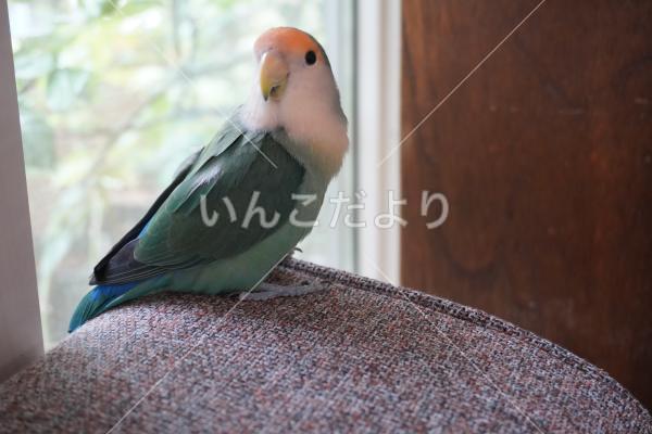 迷い鳥の写真