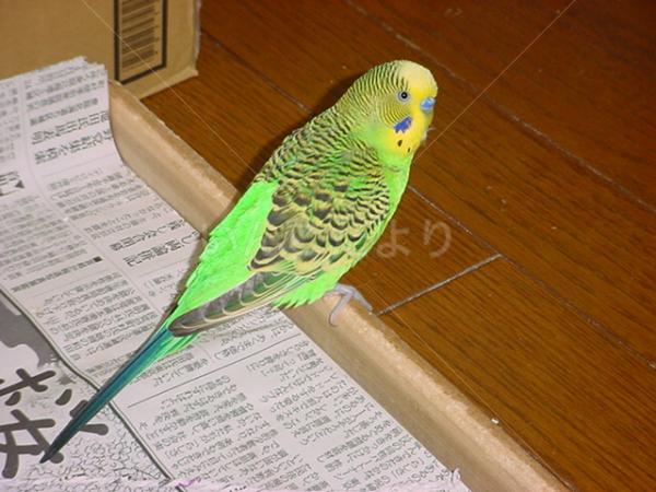 迷い鳥の写真