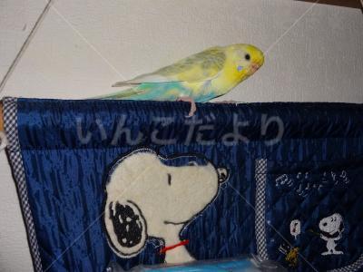 迷い鳥の写真