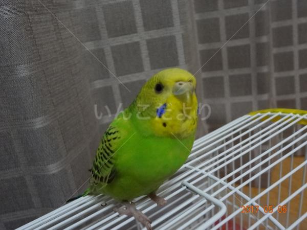 保護鳥の写真