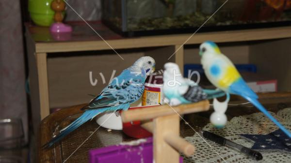迷い鳥の写真