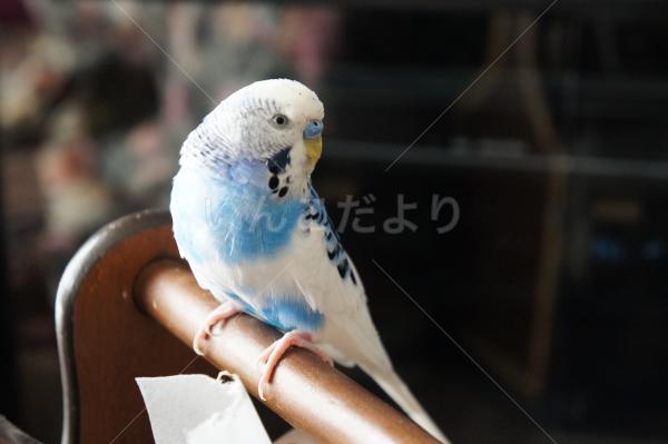 迷い鳥の写真