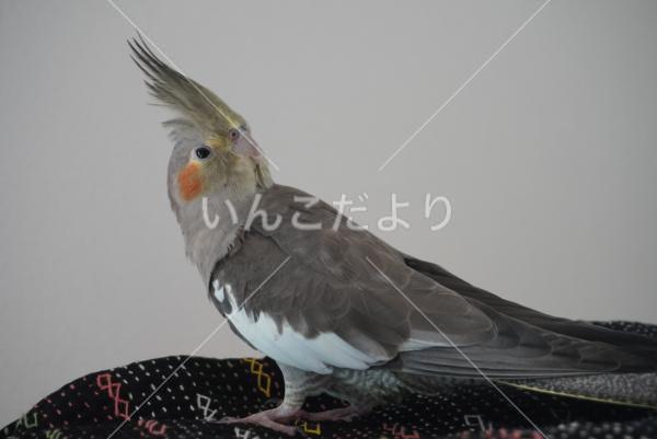 迷い鳥の写真