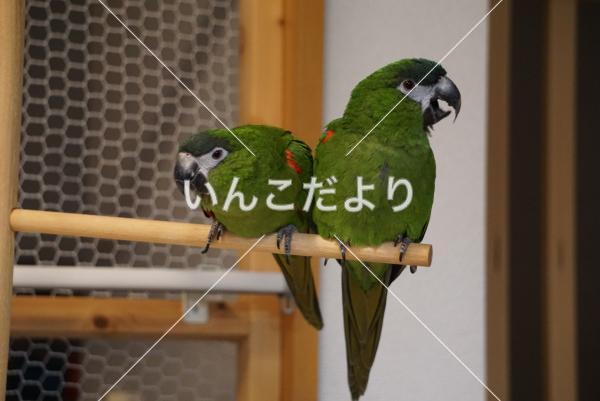 迷い鳥の写真