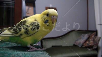 迷い鳥の写真