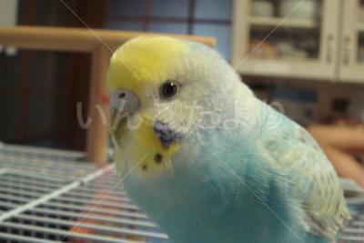 保護鳥の写真