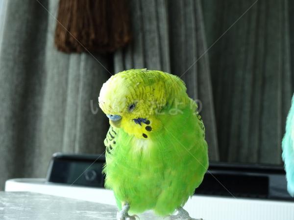 迷い鳥の写真