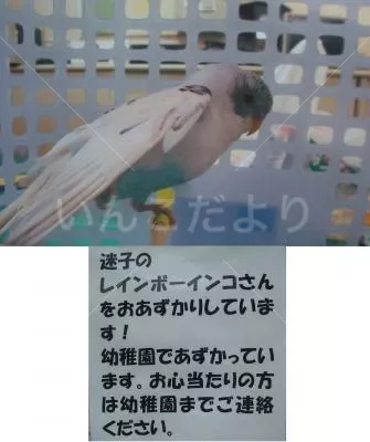 保護鳥の写真