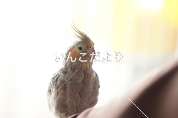 迷い鳥の写真