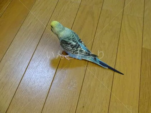 保護鳥の写真