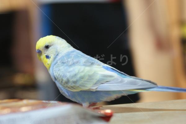 迷い鳥の写真
