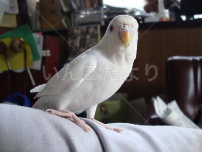 保護鳥の写真