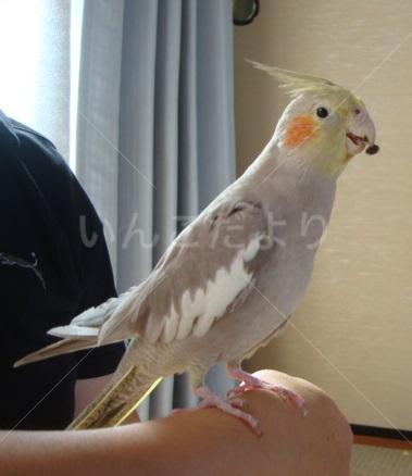 迷い鳥の写真