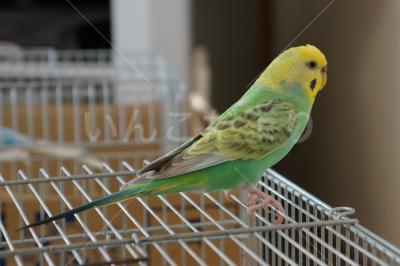 迷い鳥の写真