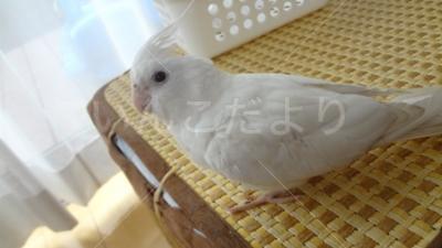 迷い鳥の写真