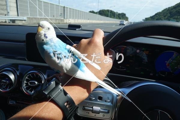 迷い鳥の写真