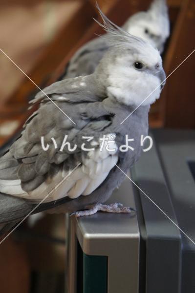 迷い鳥の写真