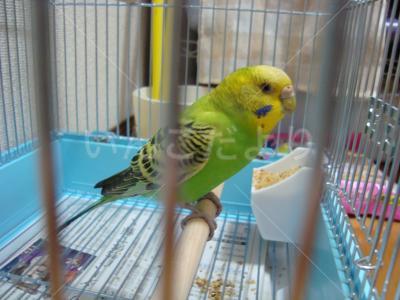 保護鳥の写真