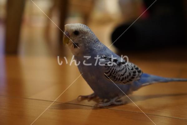 迷い鳥の写真