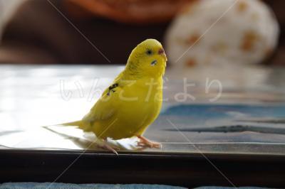 迷い鳥の写真