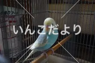 保護鳥の写真