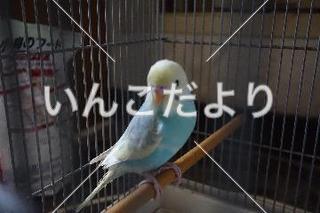 保護鳥の写真